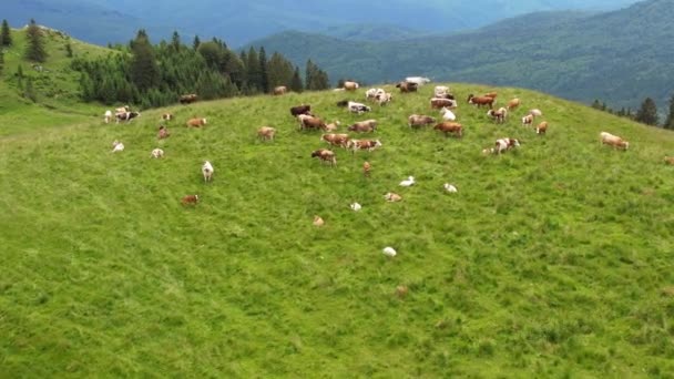 Vista Aérea Drones Natureza Roménia Montanhas Cárpatas Parcialmente Cobertas Com — Vídeo de Stock