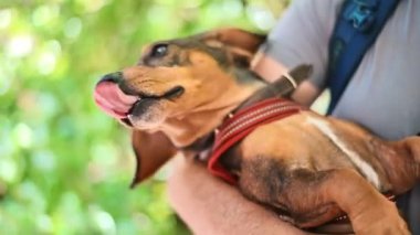 Close view of a man holding a dog with brown fur in his arms