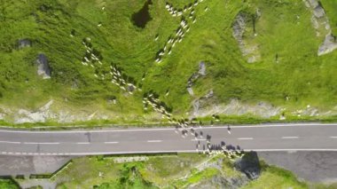 Aerial drone view of nature in Romania. Transfagarasan route in Carpathian mountains with a flock of sheep blocking the road, greenery