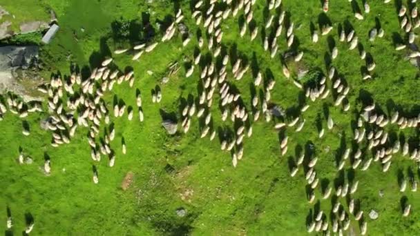 Aerial Drone View Nature Romania Carpathian Mountains Grazing Sheep Green — Vídeo de stock