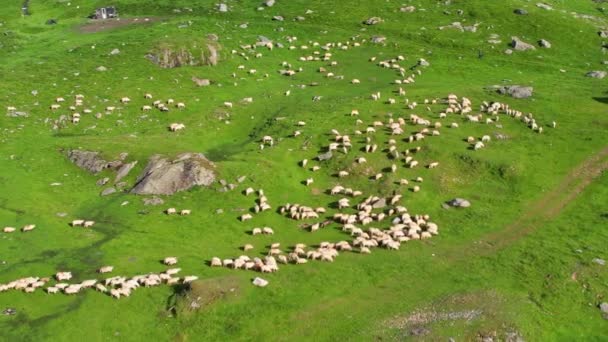 Aerial Drone View Nature Romania Carpathian Mountains Grazing Sheep Green — Vídeos de Stock