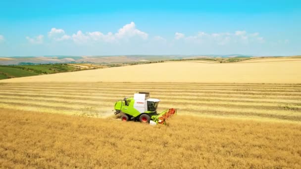 Bacau Romania July 2022 Aerial Drone View Harvester Gathering Crops — Vídeo de Stock