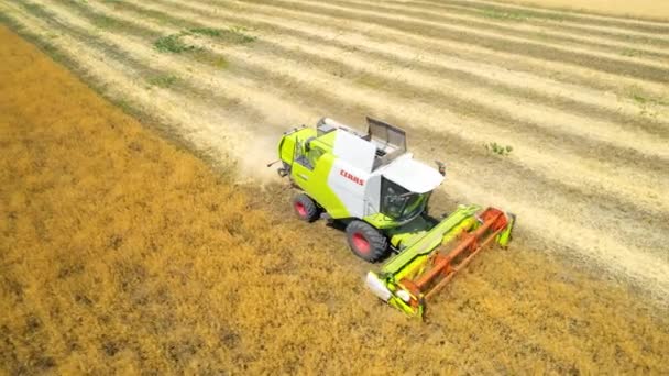 Bacau Romania July 2022 Aerial Drone View Harvester Gathering Crops — Wideo stockowe