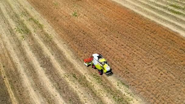 Bacau Romania July 2022 Aerial Drone View Harvester Gathering Crops — Vídeo de stock
