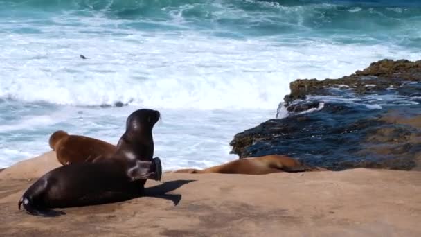 Selo Tocando Praia Jola Califórnia — Vídeo de Stock