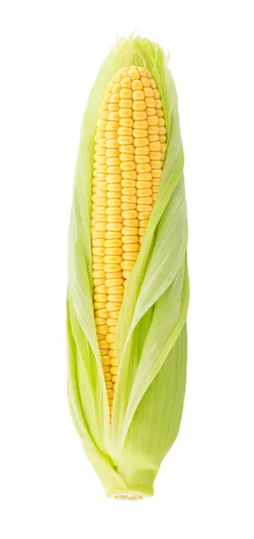 Świeże kolby kukurydzy w połowie obrane izolowane na białym tle. — Zdjęcie stockowe