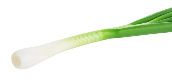 Cipolla verde fresca isolata su fondo bianco. — Foto Stock