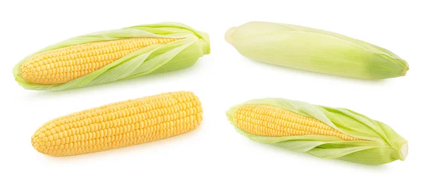 Set di pannocchie di mais intere fresche isolate su fondo bianco. — Foto Stock