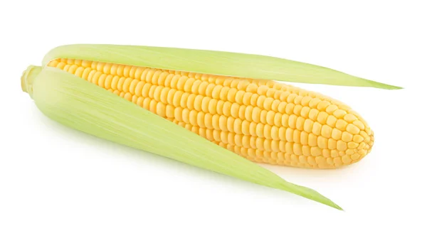 Świeże kolby kukurydzy w połowie obrane izolowane na białym tle. — Zdjęcie stockowe