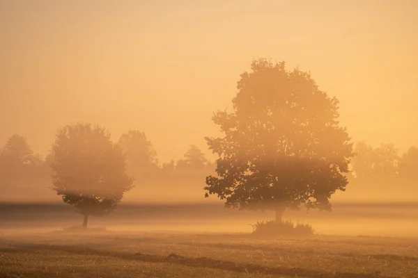 Napfényes Őszi Táj Meleg Napfénnyel Köddel Fák Mezőn Ködös Őszi — Stock Fotó