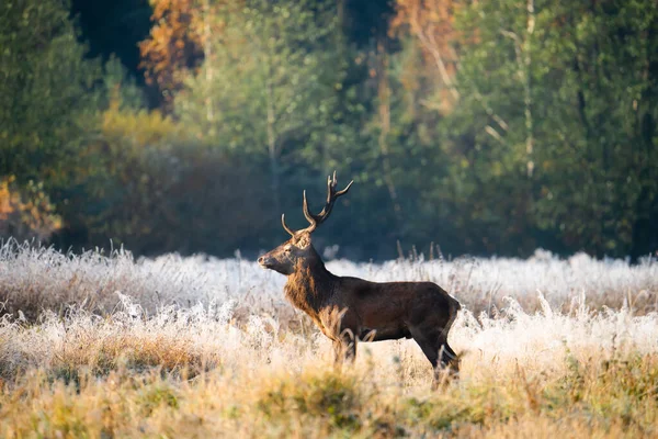Male Red Deer Autumn Morning Landscape Deer Horns Wildlife — Stock Photo, Image
