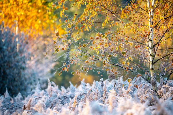 秋の風景 霜で覆われた黄色の葉を持つ白樺の木 森の中の晴れた秋の朝 — ストック写真
