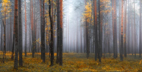 Efterårsskov Med Tåge Morgen Smuk Skov Med Gule Birketræer Fyrretræer - Stock-foto