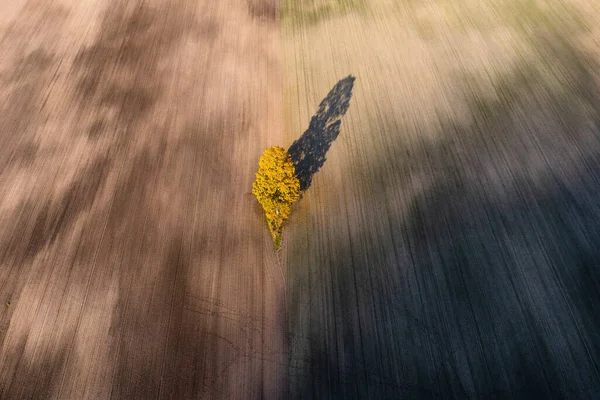 Tarım Alanında Sarı Ağaç Kırsal Alan Yukarıdan Tarımsal Alan — Stok fotoğraf