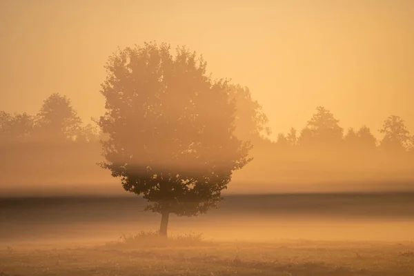 Herbst Sonnige Morgenlandschaft Baum Auf Feld Nebel Szenischer Herbst Hintergrund — Stockfoto