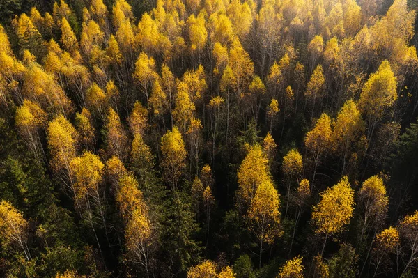 Autumn forest patterns. Yellow birches with sunlight from above. Sunny fall nature. Autumn yellow background.