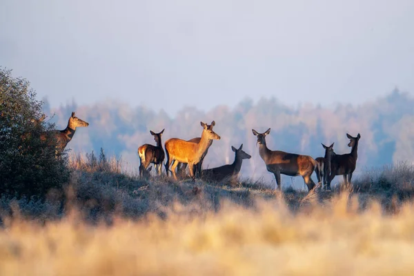 Wild Red Deers Field Sunny Autumn Morning Herd Deers Wildlife — Stock Photo, Image