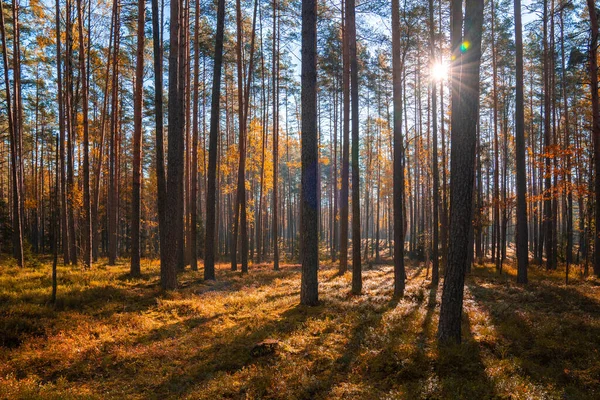 Ráno Podzimním Lese Jasné Podzimní Barvy Přírodě Podzim Krajina Borovicemi — Stock fotografie
