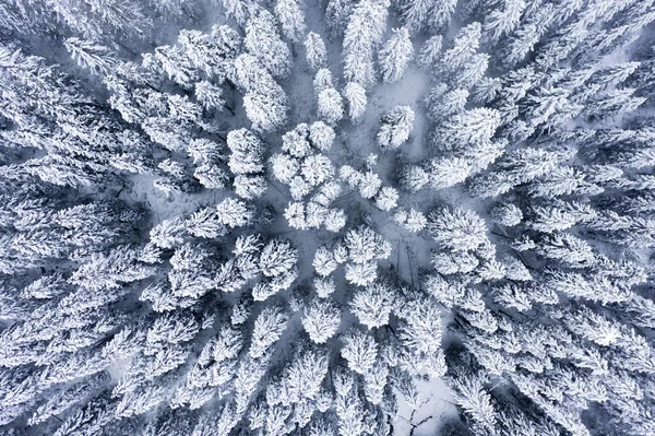 Padrões Floresta Inverno Floresta Coberta Neve Vista Cima Para Baixo Fotografia De Stock