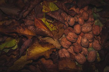Renkli sonbahar yapraklarının üzerinde ceviz var. Sonbahar kompozisyonu. Sonbahar renkleri. Büyük fındık Hasarlı. Güzel altın sonbahar.