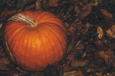 Sonbahar renkli yaprakların arasında yaralı balkabağı. Şımarık balkabağı. Yapraklı kabak. Cadılar Bayramı yaklaşıyor. Kabakta leke var.