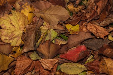 Renkli sonbahar yapraklarının bir karışımı. Yapraklı arka plan. Sonbahar nostaljisi. iklimsel sonbahar. Polonya Altın Sonbaharı.