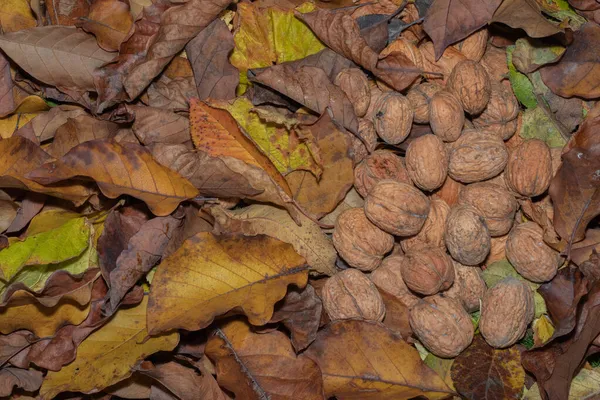 Walnüsse Liegen Auf Bunten Herbstblättern Herbstkomposition Herbstfarben Große Nüsse Beschädigtes — Stockfoto