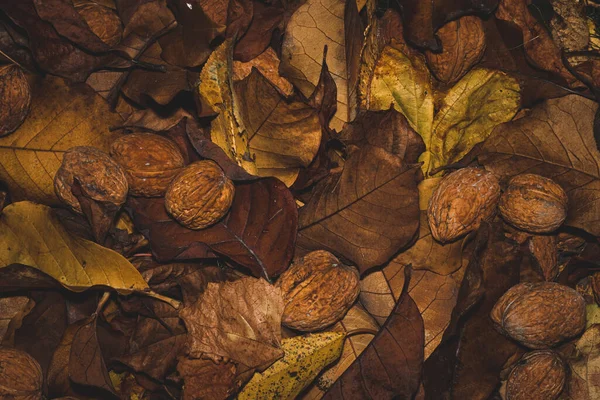 Walnüsse Liegen Auf Bunten Herbstblättern Herbstkomposition Herbstfarben Große Nüsse Beschädigtes — Stockfoto