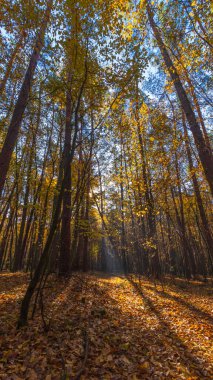 Güneş ışınları ormandaki ağaçları delip geçiyor. Olağanüstü bir orman. Parlayan ışıklar. Sonbahar ılık orman iklimi.