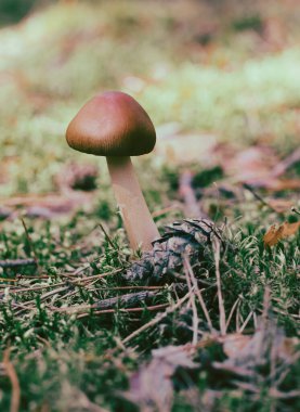 Ormanda çam kozalağının yanında büyüyen küçük yalnız bir mantar.