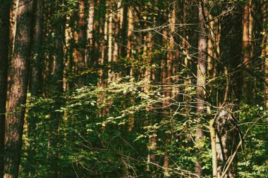Bir sonbahar günü yürürken, güneşin altındaki yeşil çalıların manzarası. Doğanın huzuru, ormandaki sessizlik, doğanın bağrında. Ormandaki bakir bölgeler. Ormanın güzelliği