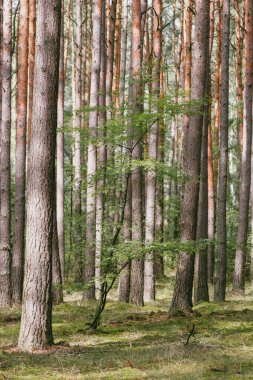 Bir sonbahar günü yürürken, güneşin altındaki yeşil çalıların manzarası. Doğanın huzuru, ormandaki sessizlik, doğanın bağrında. Ormandaki bakir bölgeler. Ormanın güzelliği