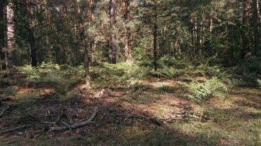 Bir sonbahar günü yürürken, güneşin altındaki yeşil çalıların manzarası. Doğanın huzuru, ormandaki sessizlik, doğanın bağrında. Ormandaki bakir bölgeler. Ormanın güzelliği