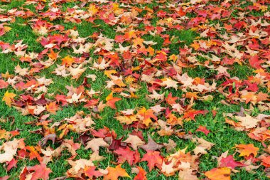Ağaçlardan düşen yeşil çimlerin üzerindeki sonbahar akçaağaç yaprakları. Doğal arkaplanı düşür.