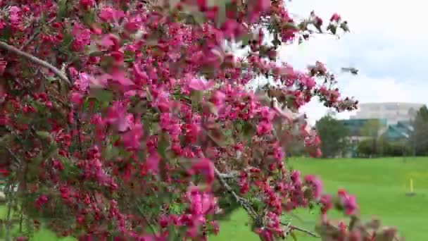 Kwitnące drzewo z różowymi kwiatami na tle nieba w wietrzny wiosenny dzień. Pogoda zachmurzenie wiosną. — Wideo stockowe