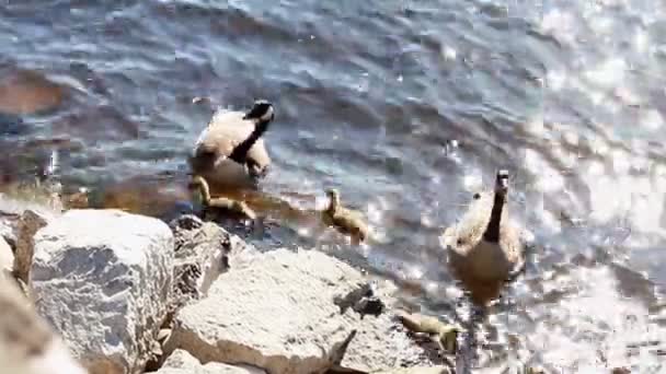 Famille canadienne d'oies nageant et mangeant dans le lac au printemps. — Video