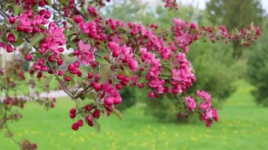 İlkbaharda parkta pembe çiçeklerle çiçek açan ağaç dalı.