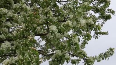Rüzgarlı bir bahar gününde, gökyüzüne karşı beyaz çiçeklerle çiçek açan ağaç. İlkbaharda bulutlu hava.