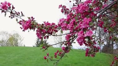 Parkta rüzgarlı bir bahar gününde, gökyüzüne karşı pembe çiçeklerle çiçek açan ağaç dalı. İlkbaharda bulutlu hava.