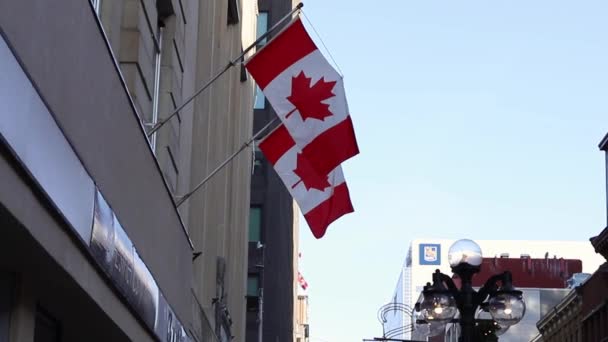 Canadian flags on building in downtown district of Ottawa in Canada — Stockvideo