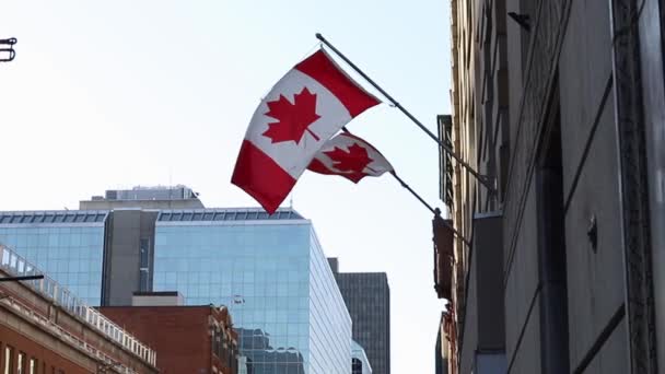 Canadian flags on building in downtown district of Ottawa in Canada — Stockvideo