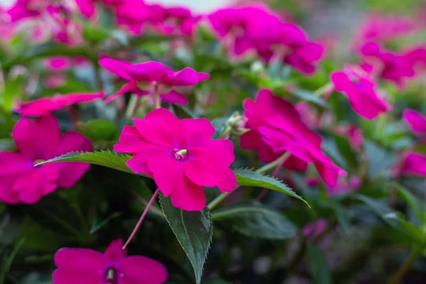 Roze Impatiens bloemen bloeien buiten, close up — Stockfoto