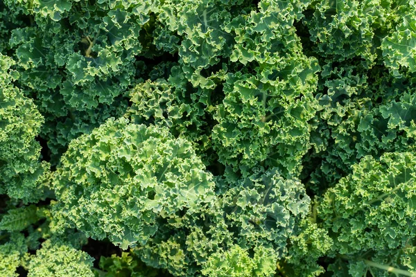 Färska råa grönkålsblad, naturlig mat bakgrund — Stockfoto