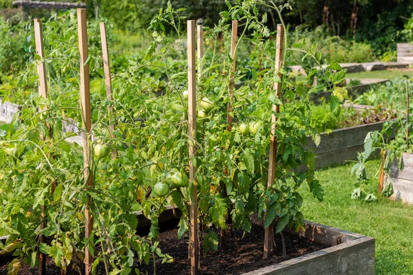 Πράσινες άγουρες νωπές ντομάτες που αναπτύσσονται στον κήπο της κοινότητας λαχανικών — Φωτογραφία Αρχείου