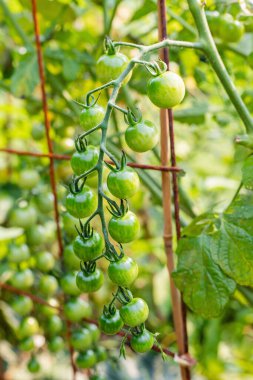 Yazın sebze bahçesinde yetişen küçük yeşil domatesler.