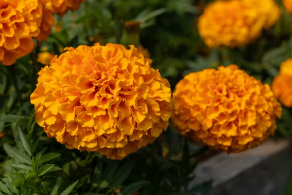 Κίτρινα μαριναρισμένα λουλούδια ανθίζουν στον κήπο. — Φωτογραφία Αρχείου