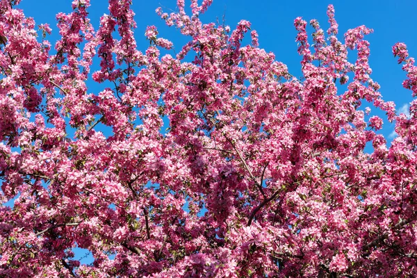 Árbol Flores Rosadas Parque Contra Cielo Azul Hermoso Fondo Primavera — Foto de Stock