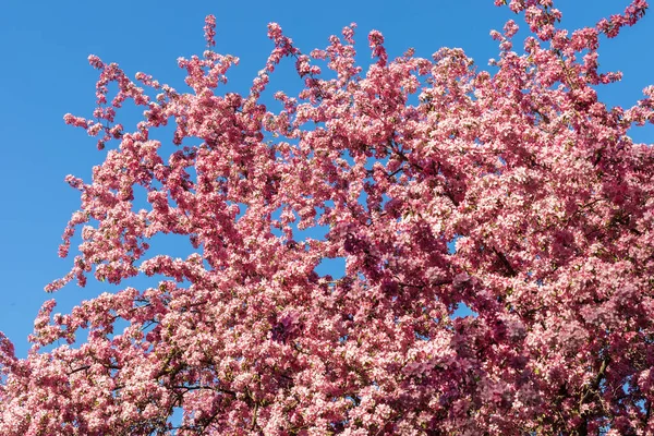 Árbol Flores Rosadas Parque Contra Cielo Azul Fondo Primavera — Foto de Stock