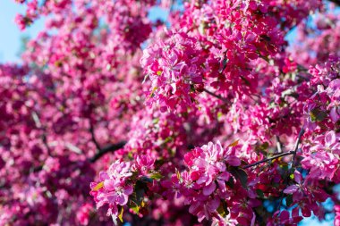 Bahçede pembe çiçek açan ağaç. Parlak bahar çiçeği arkaplanı.