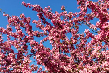 Parktaki pembe çiçek açan ağaç mavi gökyüzüne karşı. Güzel doğal bahar arkaplanı.